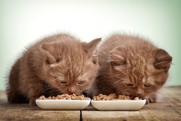 🐱 ¿Cómo saber si tu gato necesita cambiar de alimento?