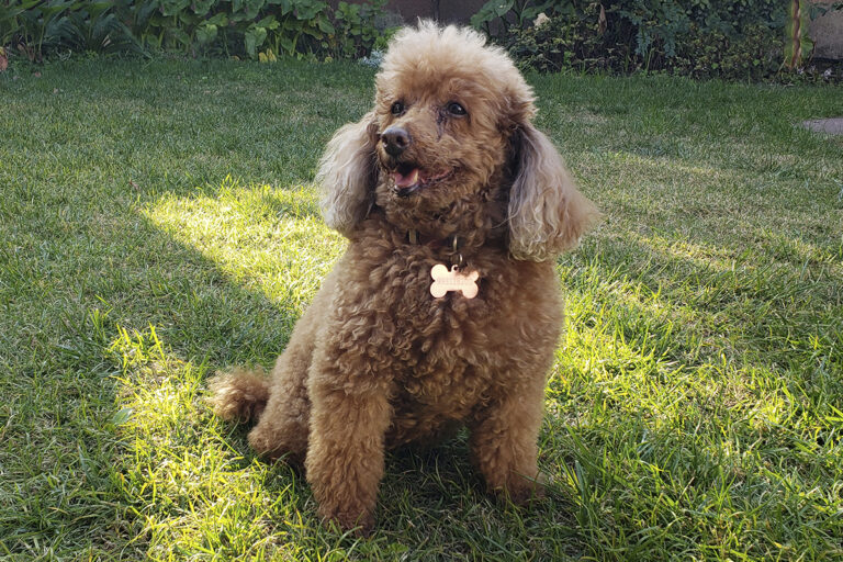 🐕 5 señales de que tu perro necesita un alimento especial