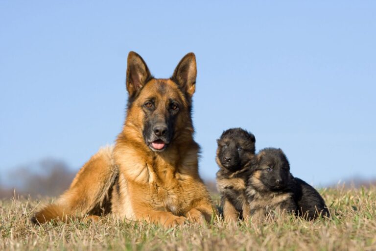🐾 ¿Por qué es importante cambiar el alimento de tu mascota a medida que crece?
