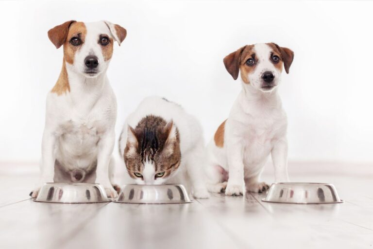 📝 Glosario: Conoce las principales nomenclaturas usadas en las mascotas